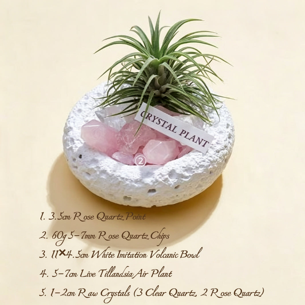 Crystal Air Plant Tillandsia Mini Desktop Planter Ornament